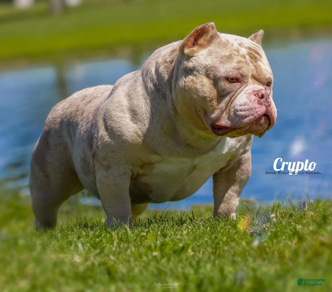 American Bully dogs for sale: American Bully Puppy 1 - Ad 21