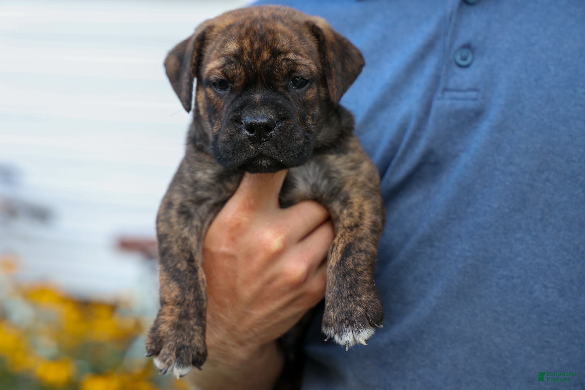 Beabull dogs Ashton  - Ad 2