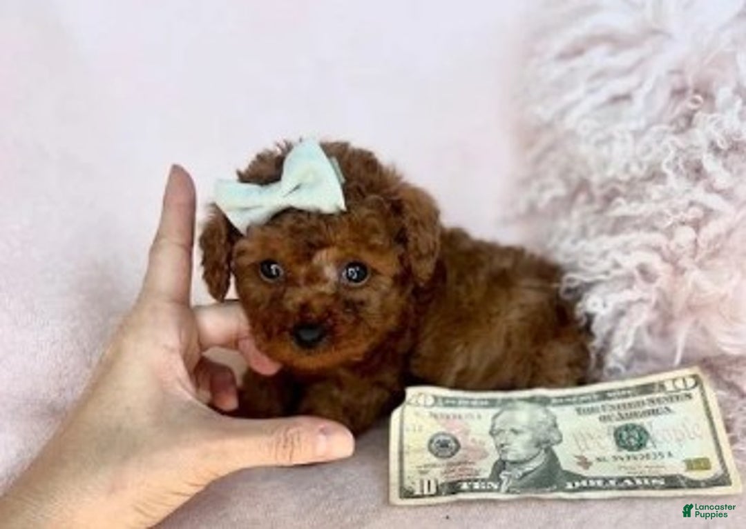 Toy Poodle dogs for sale: Teacup Red Poodle Puppy  - Ad 2