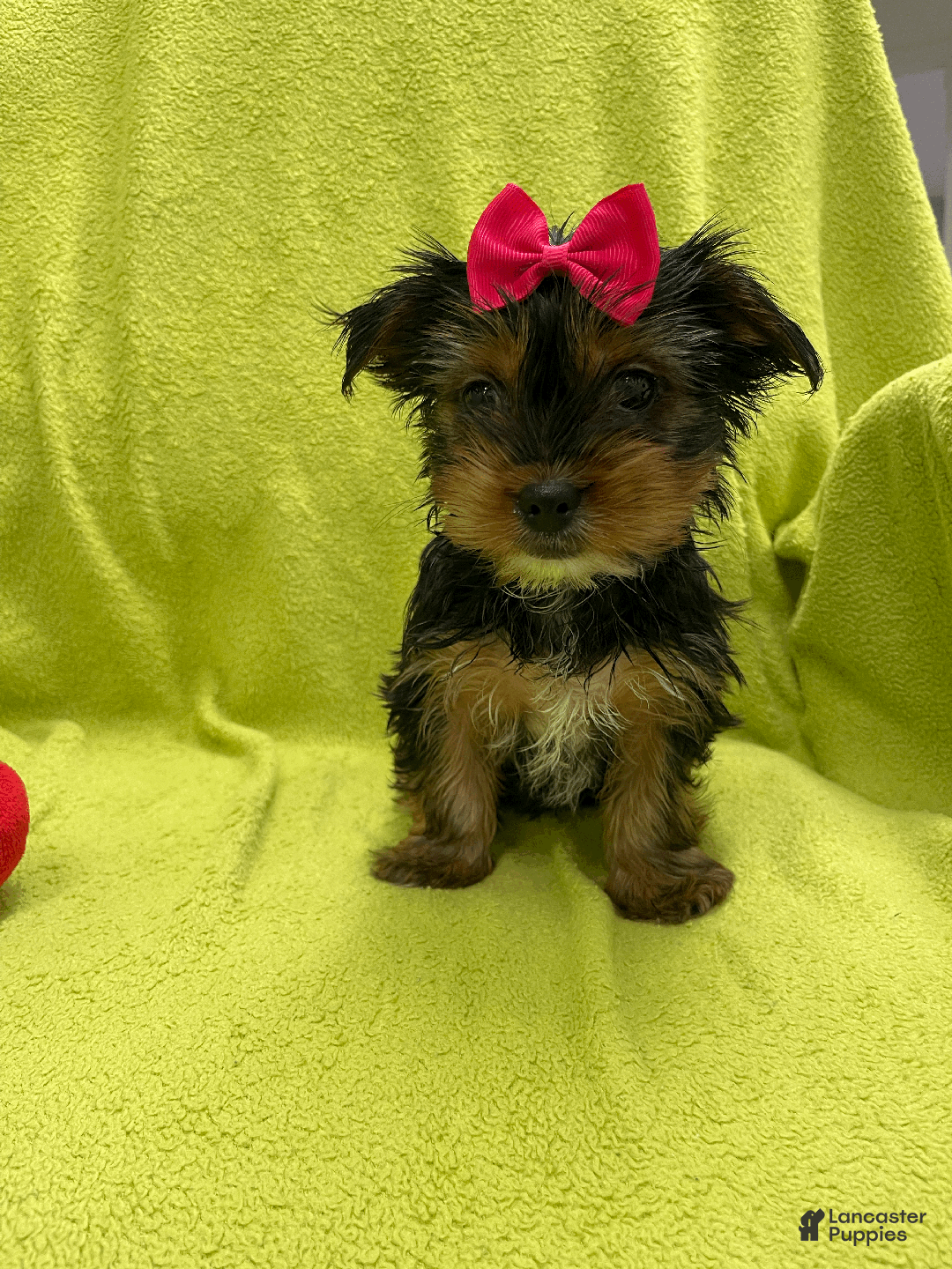 Yorkshire Terrier dogs for sale: Bella  - Ad 2