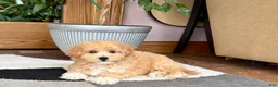 Maltipoo dogs for sale: Jaden  - Ad 10