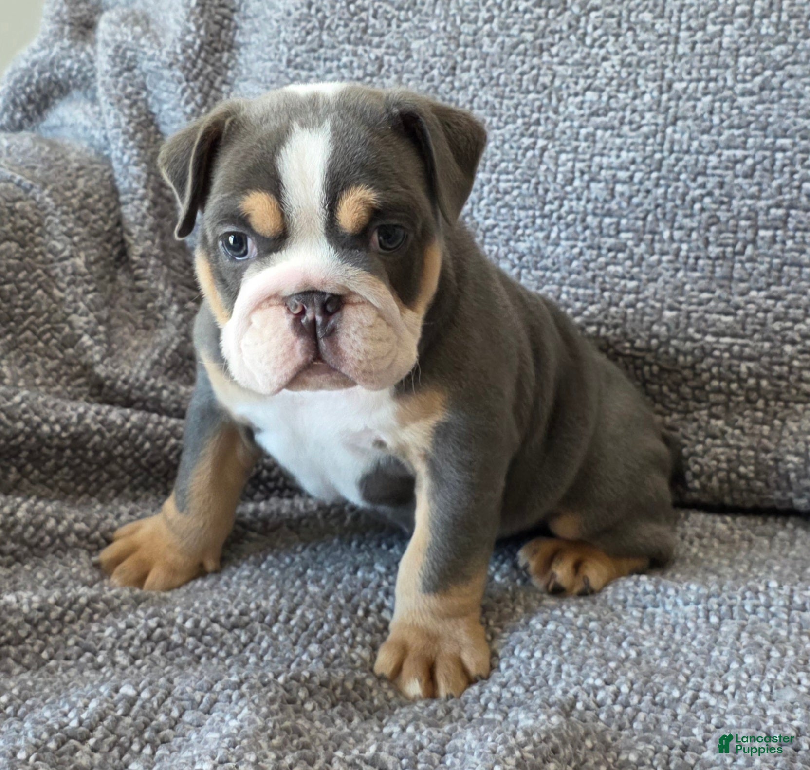 English Bulldog dogs AKC Harrison - Ad 13