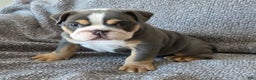 English Bulldog dogs for sale: AKC Harrison - Ad 6