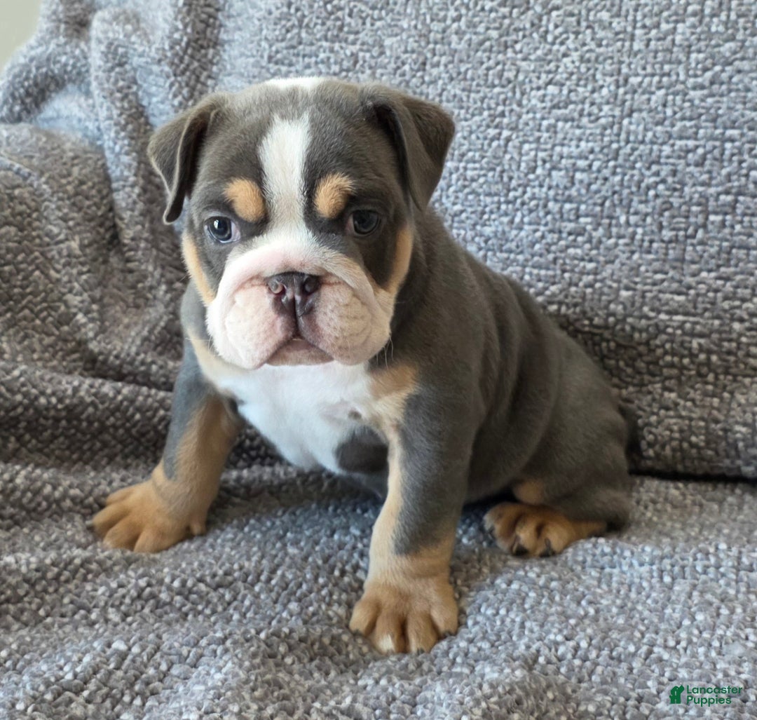 English Bulldog dogs for sale: AKC Harrison - Ad 6