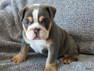 English Bulldog dogs AKC Harrison - Ad 13