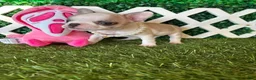 French Bulldog dogs for sale: French Bulldog 4 - Ad 6