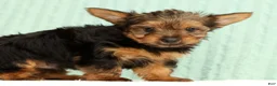Yorkshire Terrier dogs for sale: Tinker - Ad 5