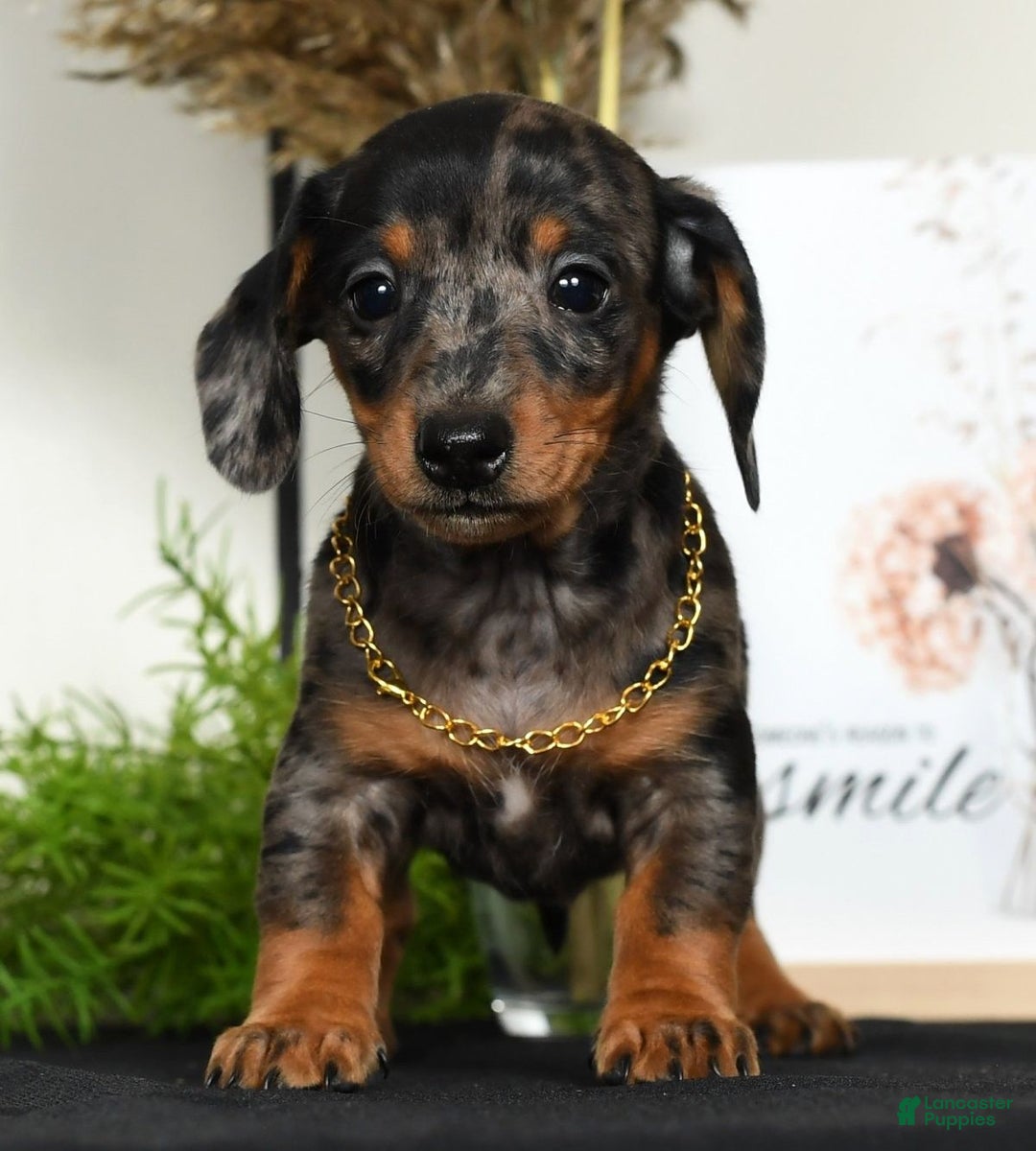 Miniature Dachshund dogs for sale: Roxie - Ad 2