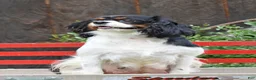 Cavalier King Charles Spaniel dogs for sale: Cinnamon - Ad 4
