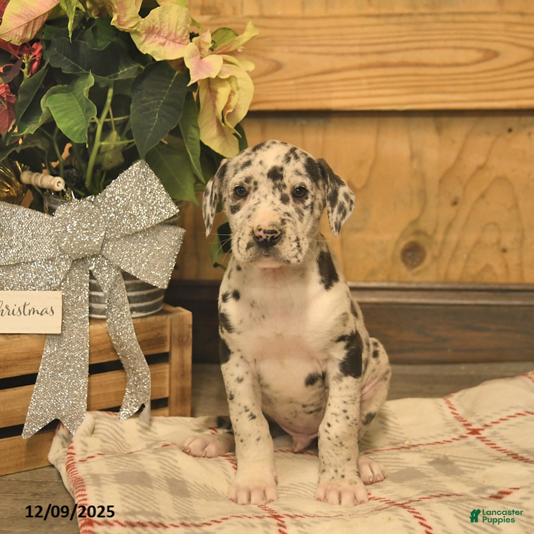 Great Dane dogs for sale: Albert  - Ad 2