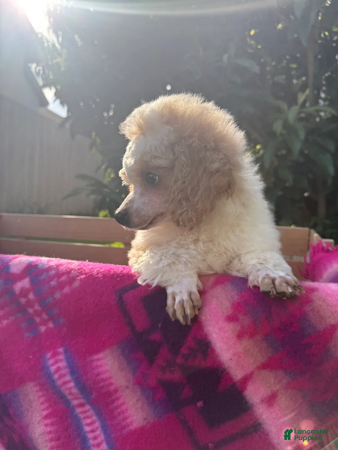 Toy Poodle dogs for sale: Toy Poodle 2 - Ad 1