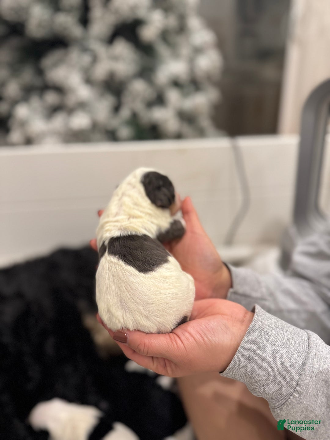 Bernedoodle dogs for sale: Dinozzo - Ad 3