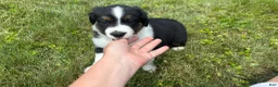 Miniature Australian Shepherd dogs for sale: Miniature Australian Shepherd Puppy 7 - Ad 4