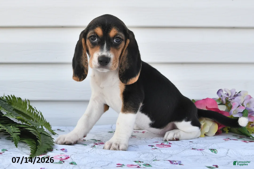 Beagle dogs for sale: Amy - Ad 3