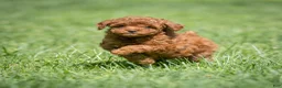 Miniature Poodle dogs for sale: Kayla Miniature Poodle  - Ad 5