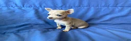 Chihuahua dogs for sale: Fletcher - Ad 5