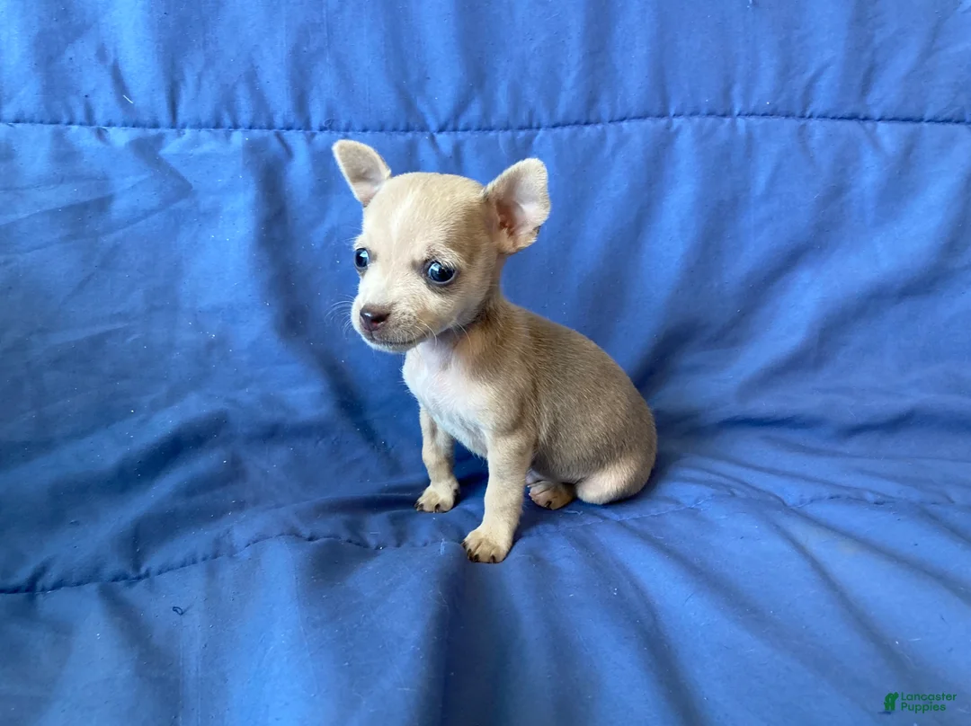 Chihuahua dogs for sale: Fletcher - Ad 5