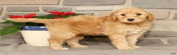 Mini Goldendoodle dogs for sale: Einstein - Ad 6