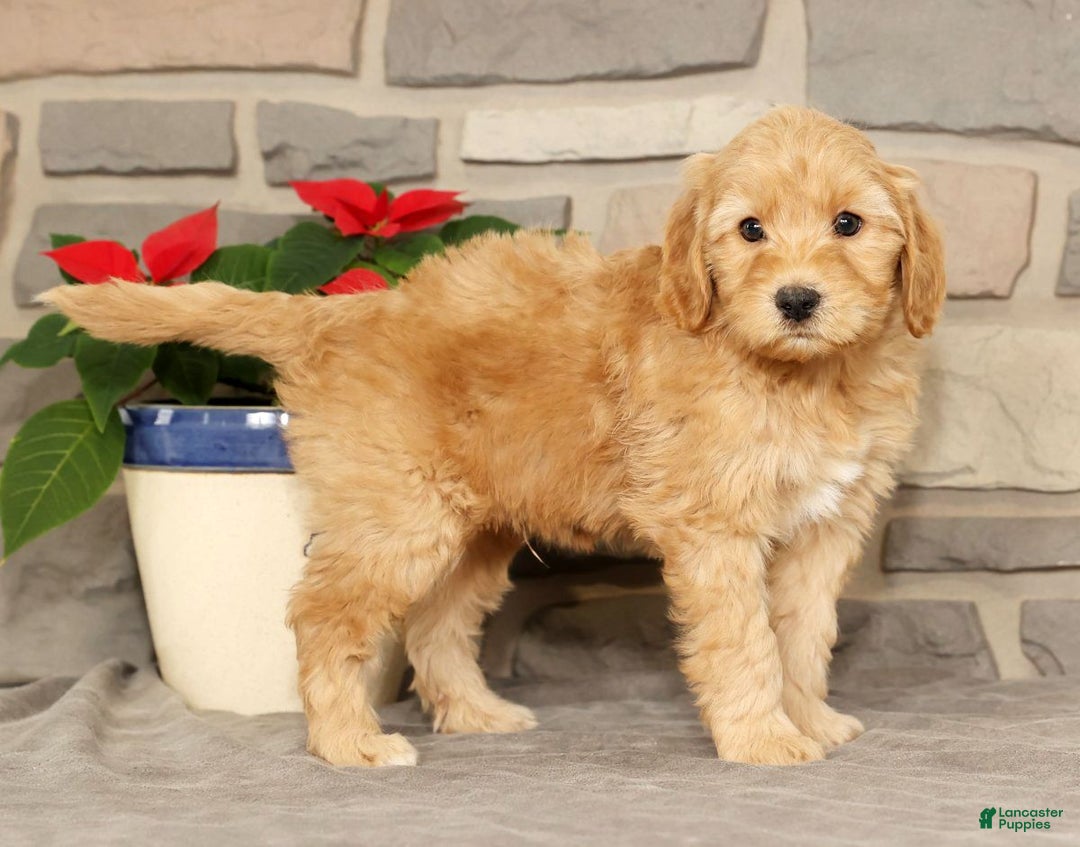 Mini Goldendoodle dogs for sale: Einstein - Ad 6