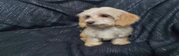 Maltipoo dogs for sale: Opalescent- in home raised, non-shedding - Ad 2