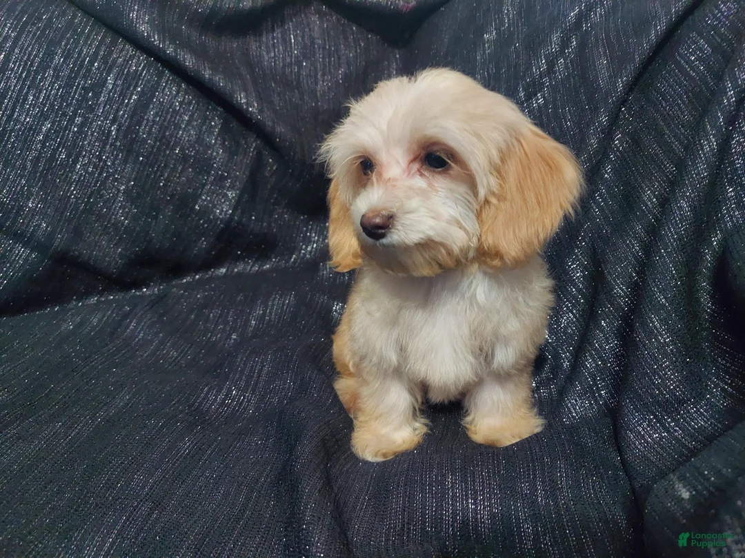Maltipoo dogs for sale: Opalescent- in home raised, non-shedding - Ad 2
