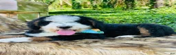 Bernedoodle dogs for sale: Bernedoodle “Mack” ( blue collar) - Ad 12