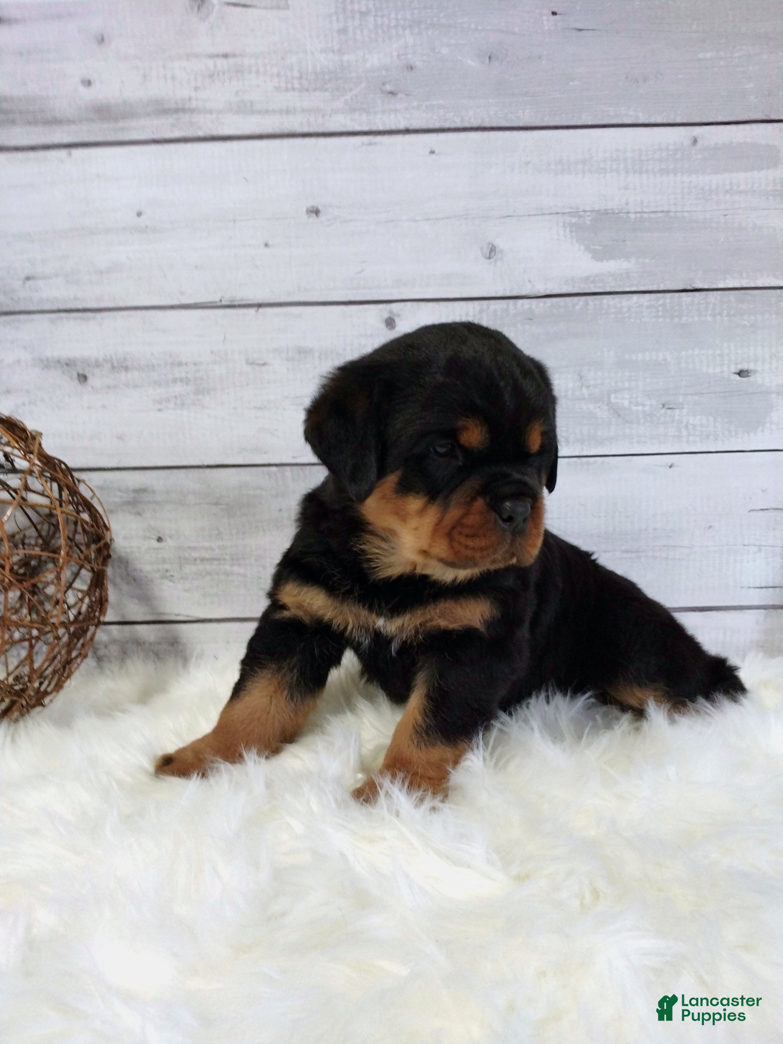 Rottweiler dogs Tyson - Ad 2