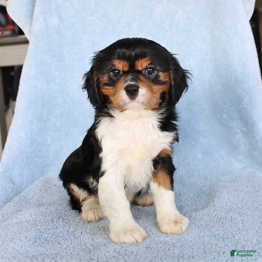 Cavalier King Charles Spaniel dogs Charlie - Ad 1