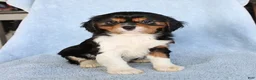 Cavalier King Charles Spaniel dogs for sale: Charlie - Ad 1