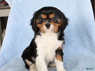 Cavalier King Charles Spaniel dogs for sale: Charlie - Ad 4