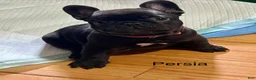 French Bulldog dogs for sale: Persia - Ad 4