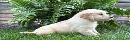 Golden Retriever dogs for sale: Daisy - Ad 5