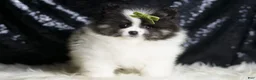 Pomeranian dogs for sale: Bingo - Ad 5