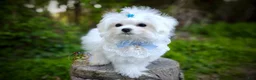 Maltese dogs for sale: Korean Babydoll Snowball  - Ad 3