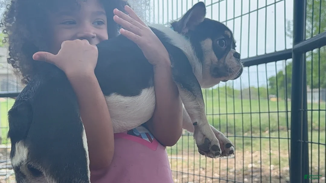 French Bulldog dogs for sale: Pibbles - Ad 5