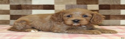 Cavapoo dogs for sale: Fairy - Ad 2
