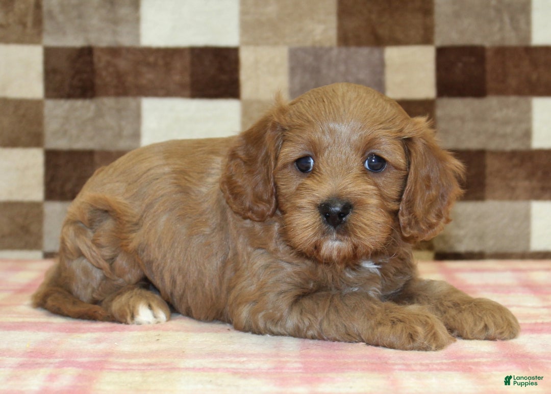 Cavapoo dogs for sale: Fairy - Ad 2