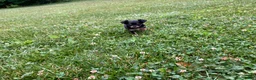 Chihuahua dogs for sale: Bodie - Ad 5