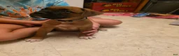 Boxer dogs for sale: Bear - Ad 4