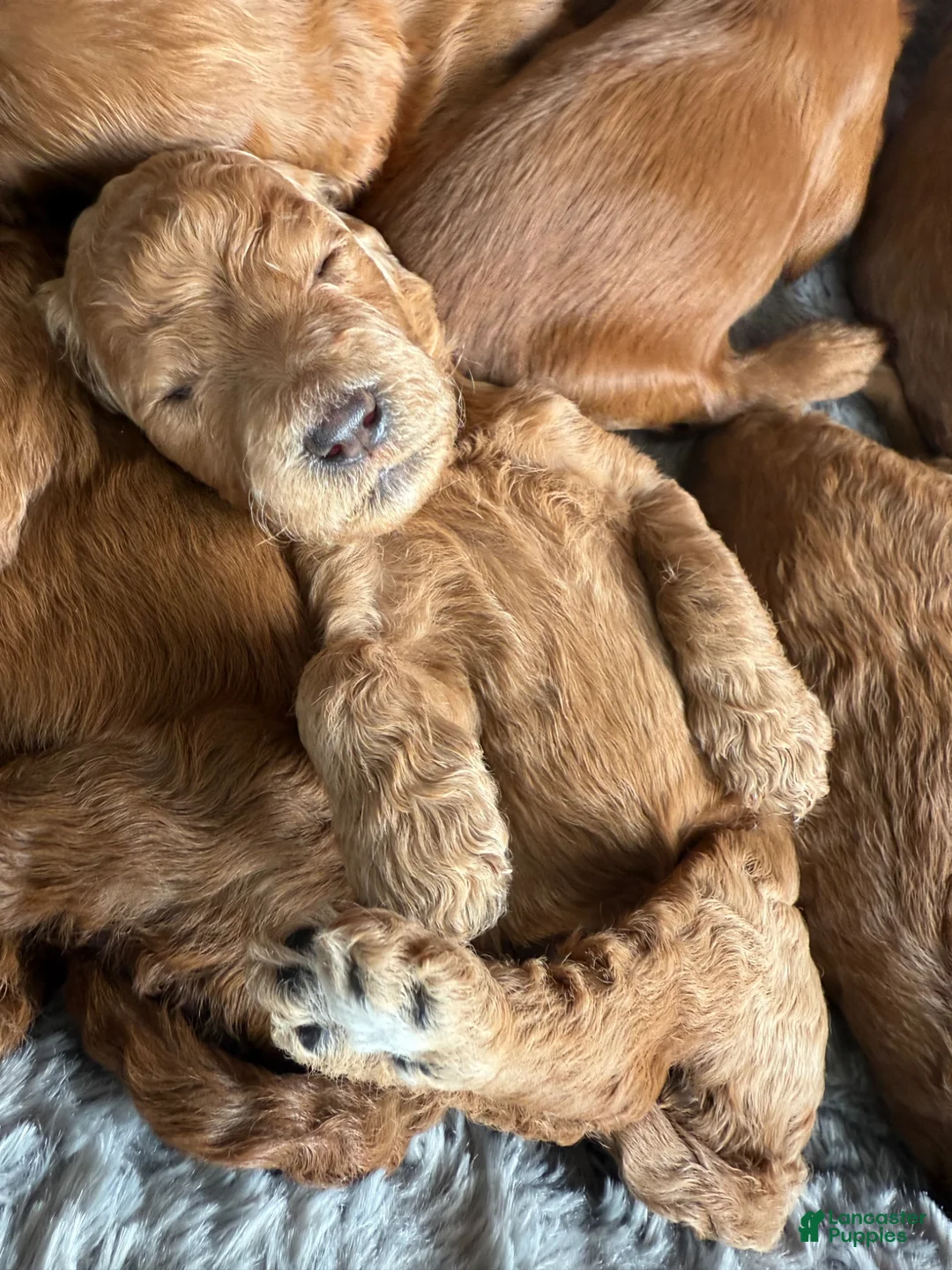 Goldendoodle dogs for sale: Goldendoodle Puppy 3 - Ad 7