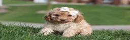 Cavapoo dogs for sale: Rosa - Ad 8