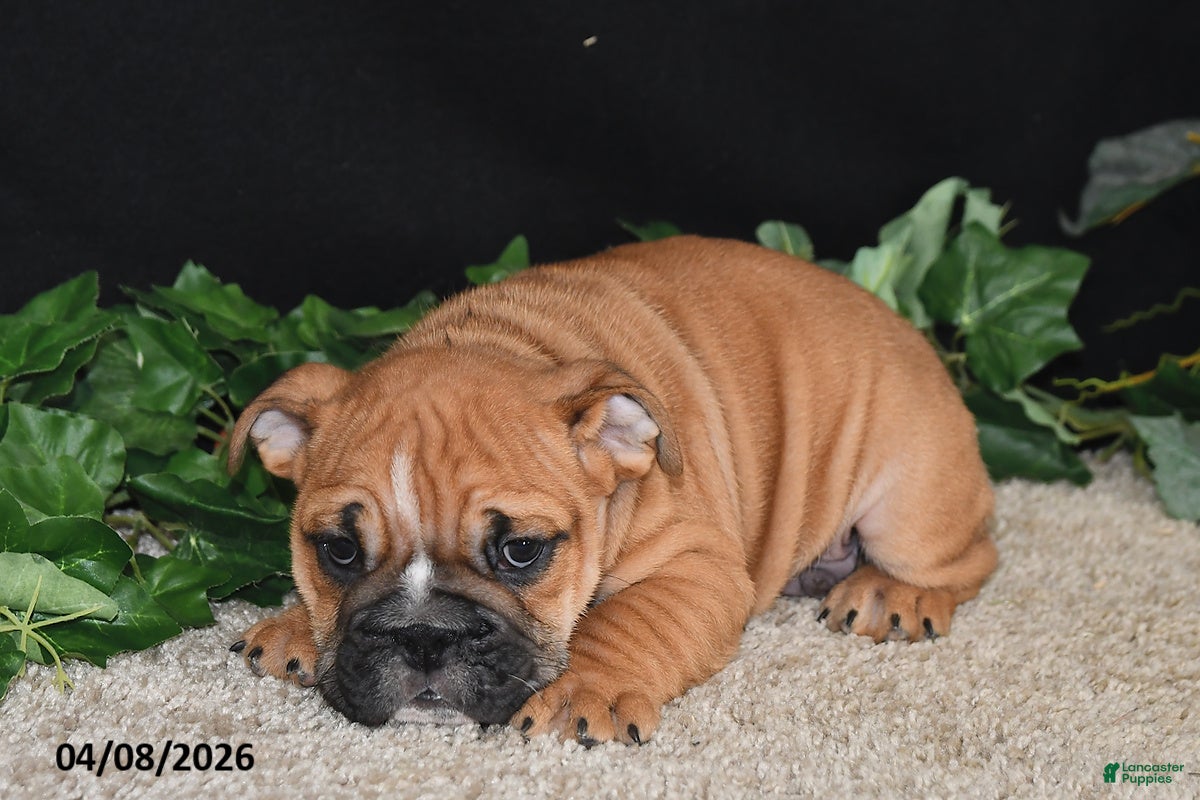 English Bulldog dogs Thor - Ad 2