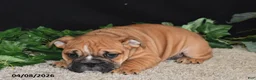 English Bulldog dogs for sale: Thor - Ad 2