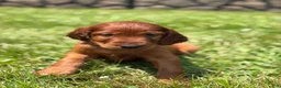 Irish Setter dogs for sale: Yellow collar  - Ad 5