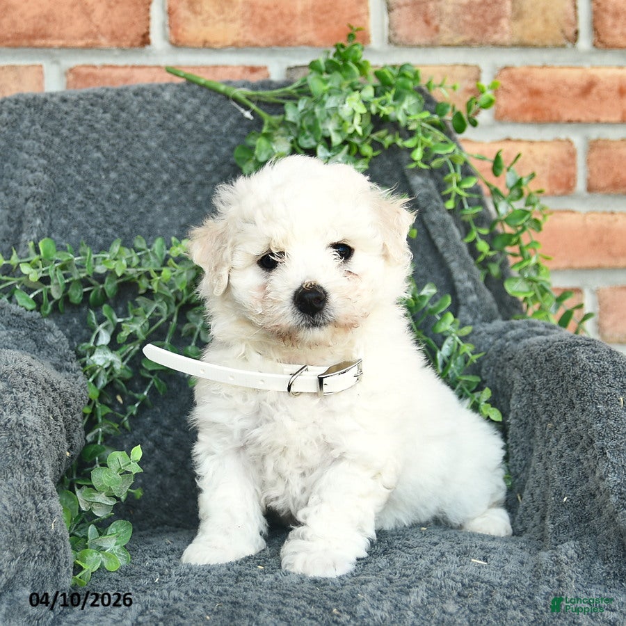 Bichon Frise dogs Sheryl  - Ad 1