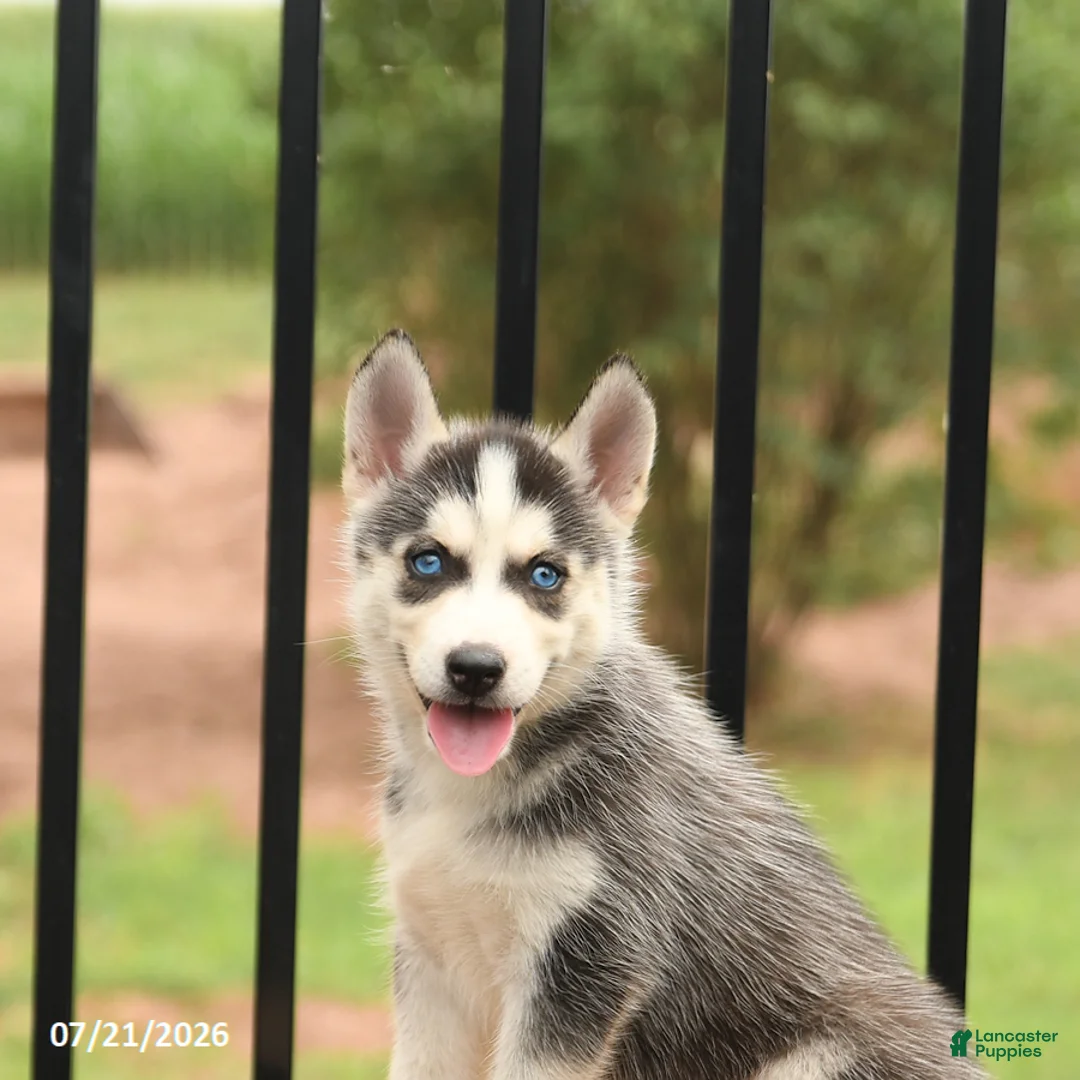 Siberian Husky dogs for sale: Breeze - Ad 5