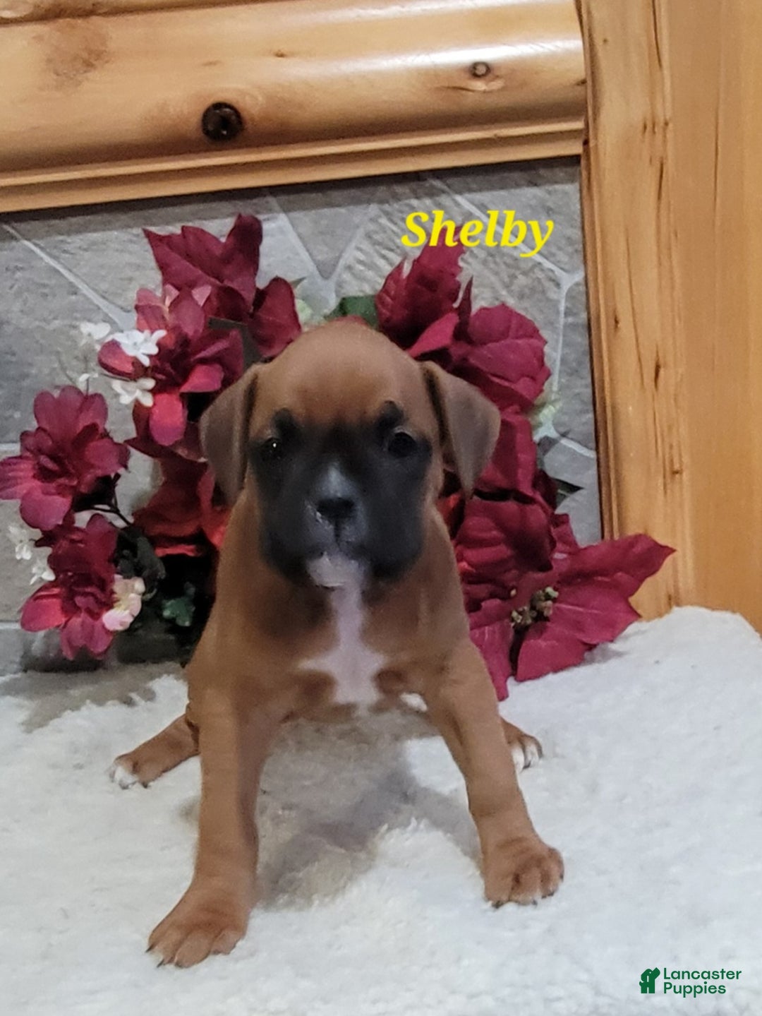 Boxer dogs for sale: Shelby - Ad 2