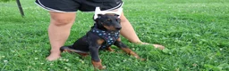 Doberman Pinscher dogs for sale: Doberman Pinscher 4 - Ad 5