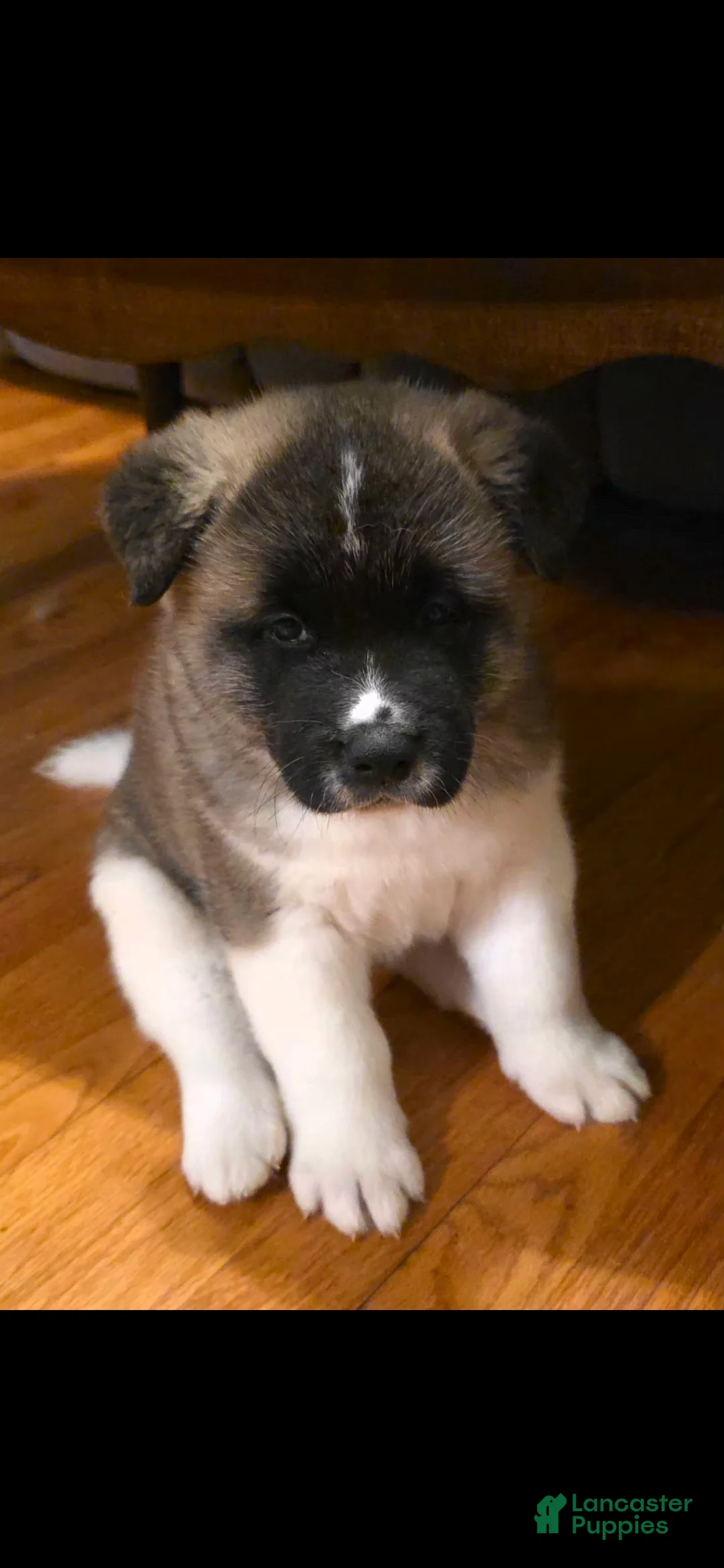 Akita dogs for sale: AKC Chance - Ad 17