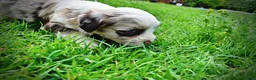 Havapoo dogs for sale: Sadie - Ad 12